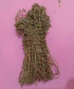 Basilic Africain (Ocimum gratissimum) SAN-THE