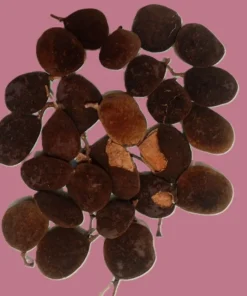 Rachmoine ou tamarin velours